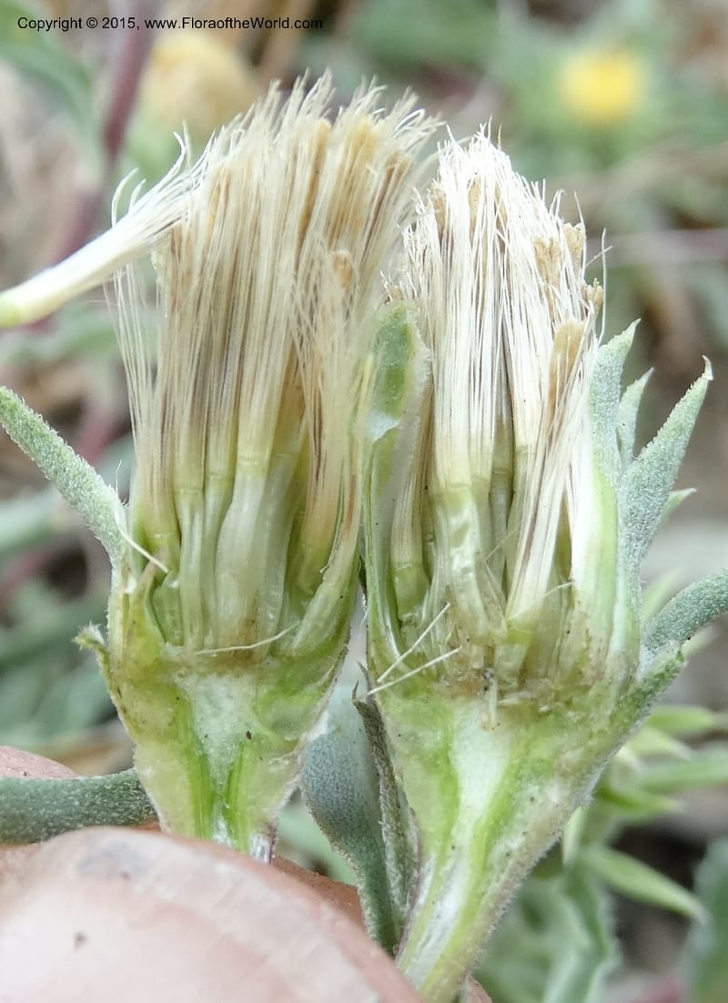 Pyrrocoma, Davidson, C 12630--ID. Idaho Co. Seven Devils Campground. 11 Aug 2014. DSC00412 (38).JPG