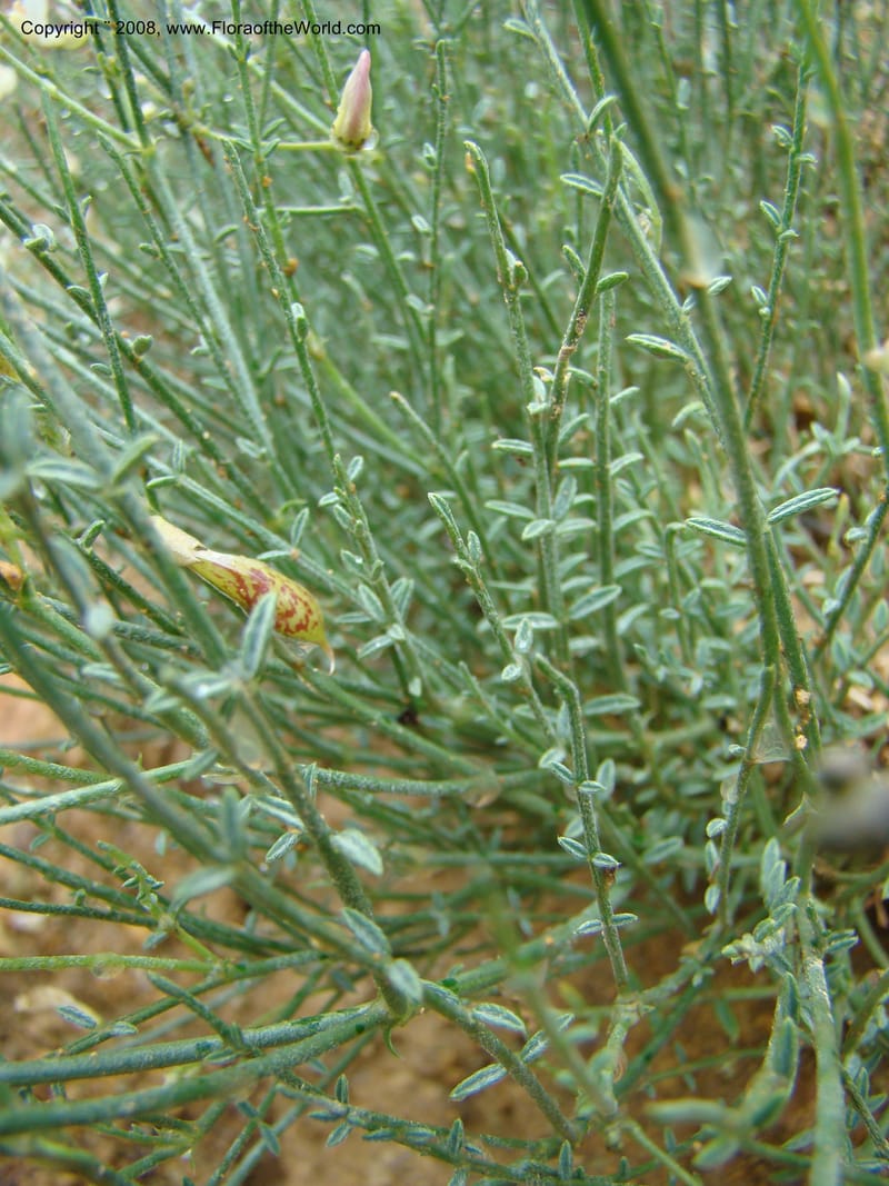 OR. Malheur Co. Leslie Gulch. 1 Jun 08. 419.jpg