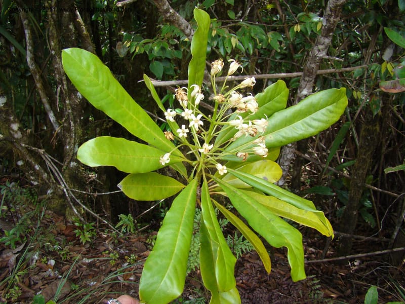 Pittosporum, Gemmill, C 631--New Caledonia,  Dzumac, 20 Nov 2007, 989 (3).jpg