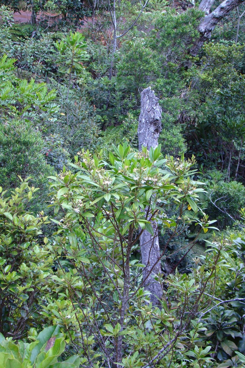 Scaevola, M. Callmander 805--New Caledonia. Mont Dore. 20 Jan 2010. 001 (141).jpg