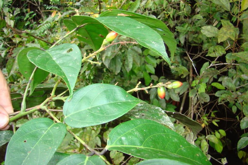 Rourea, RVasquez34844--Peru. Loreto. Dist. Nauta. Qbda Nawapa, Rio Tigre. 11 Nov 08. 262.jpg