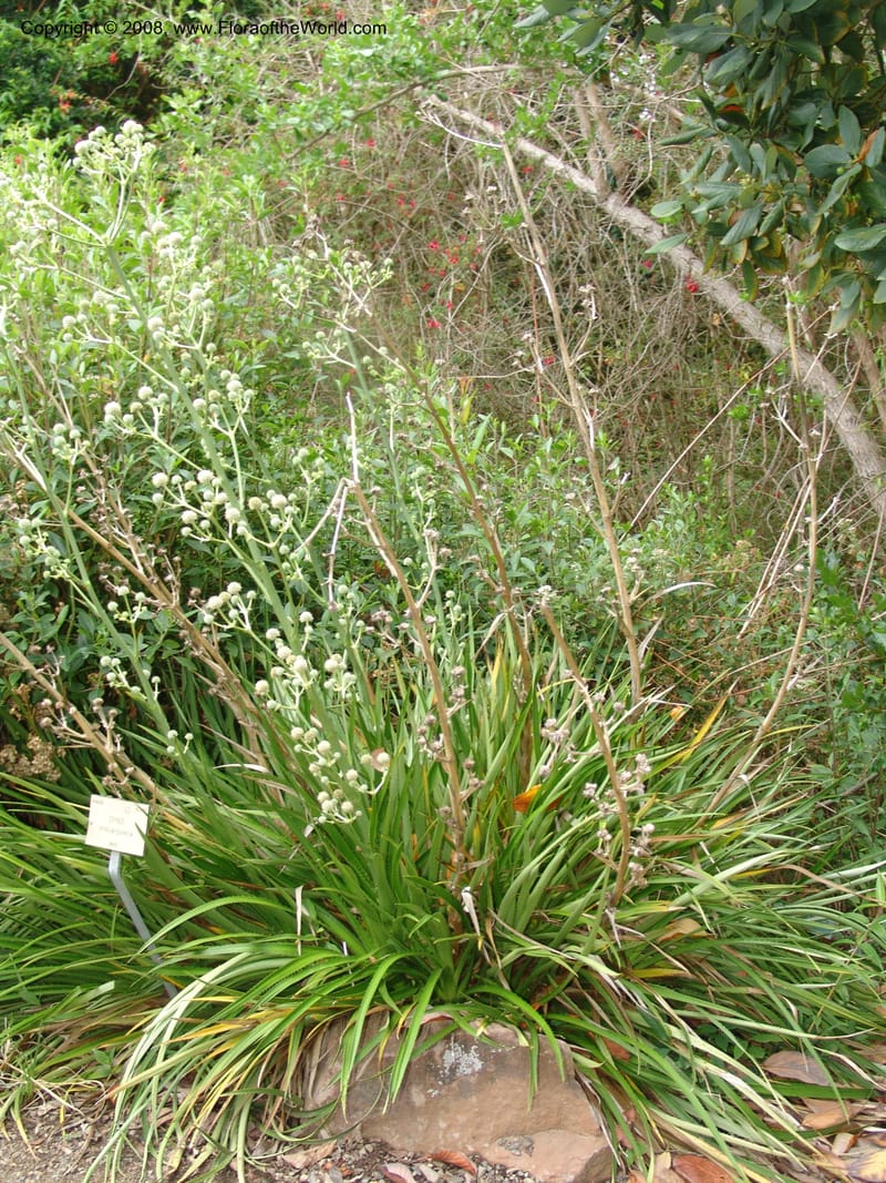 Eryngium eburneum, 65.0825--CA. UC Berkeley Bot. Garden.  30 Jun 06. 179.jpg