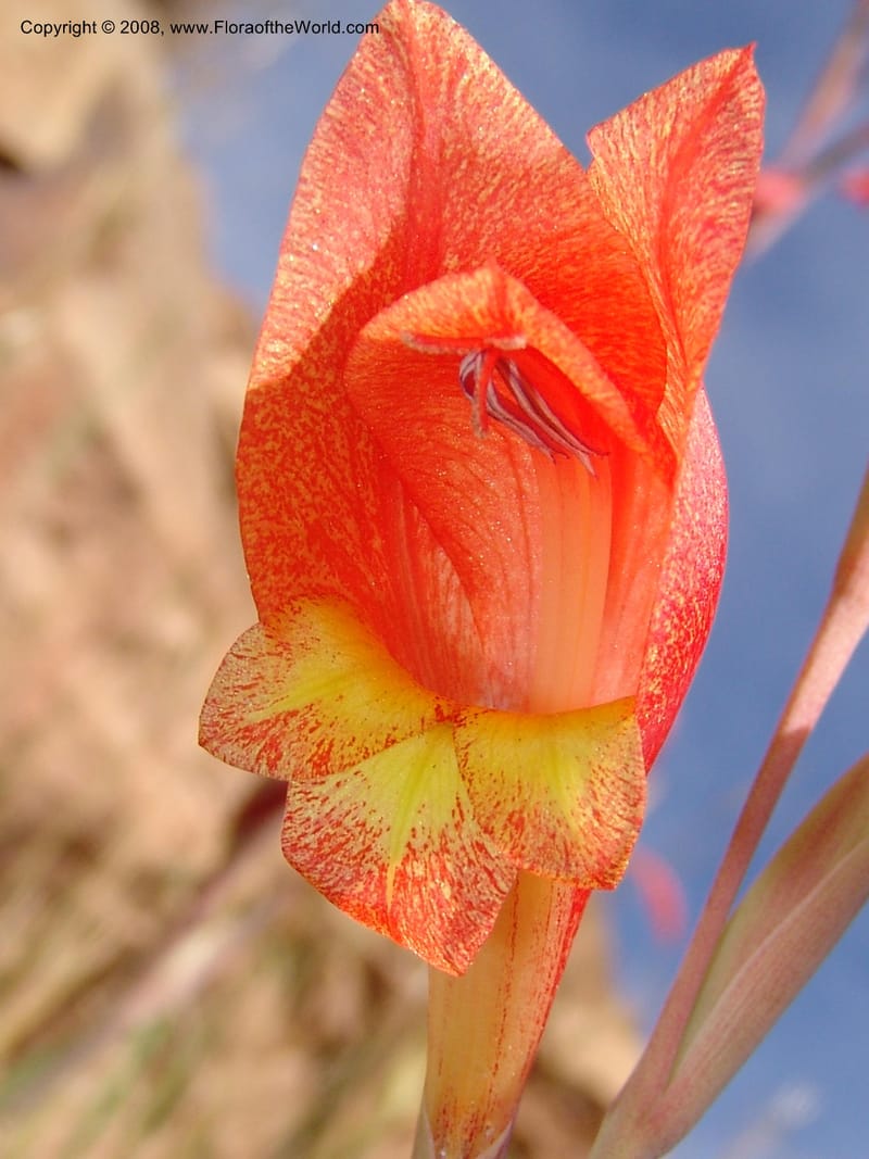 Gladiolus dalenii--So.Africa. E. Cape. R58 SE of Lady Grey. 10 Mch 05. 072.jpg
