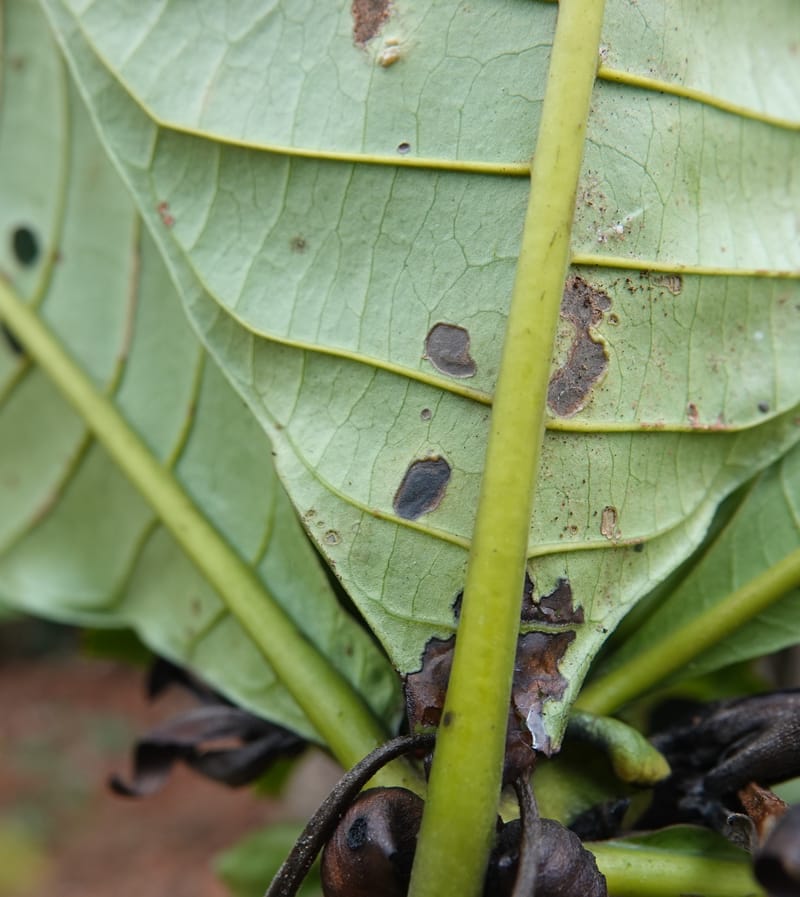 Leptactina, C. Davidson 14055--Gabon. Maboumine. 23 Oct 2019. DSC01631 (152).JPG