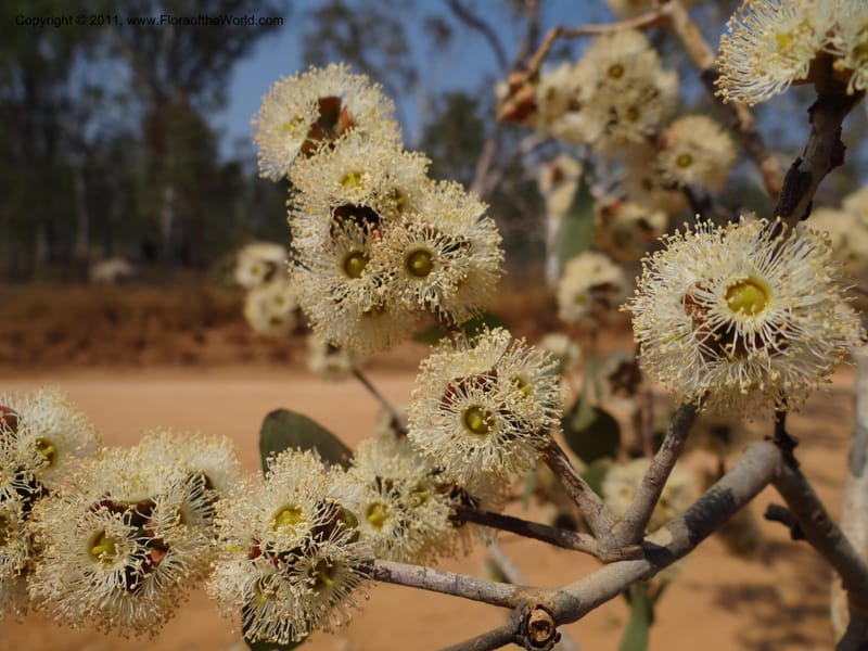 Eucalyptus platyphylla, B. Gray 9065--Australia. Queensland. Bakerville. 22 Sep 2011. (8).JPG
