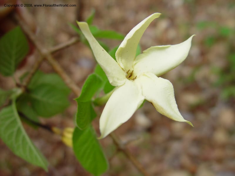 Randia monantha--Costa Rica. Palo Verde Biol. Station. 1 Apr 03. 167.jpg