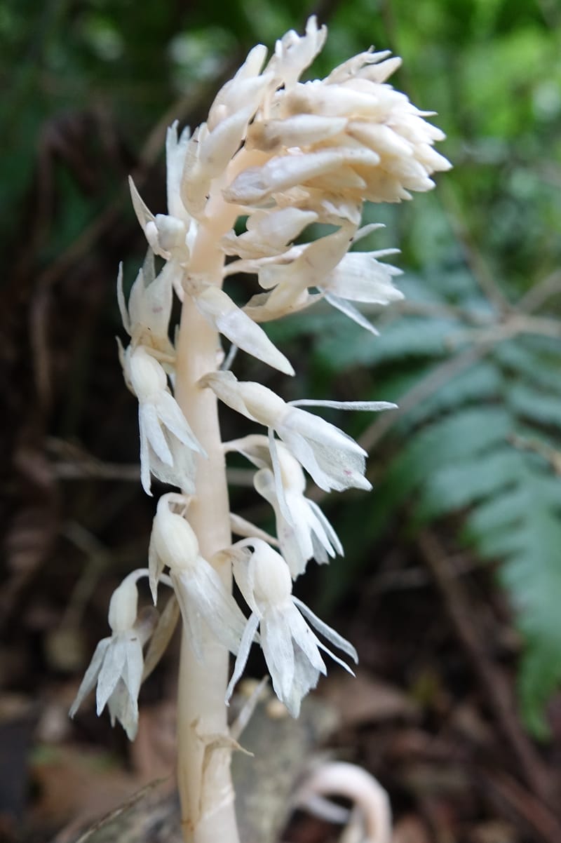 Epipogium roseum, Chung Kuo-Fang 3342--Taiwan. YangMing Shan Nat. Park. 18 May 2016. DSC02685 (214).JPG
