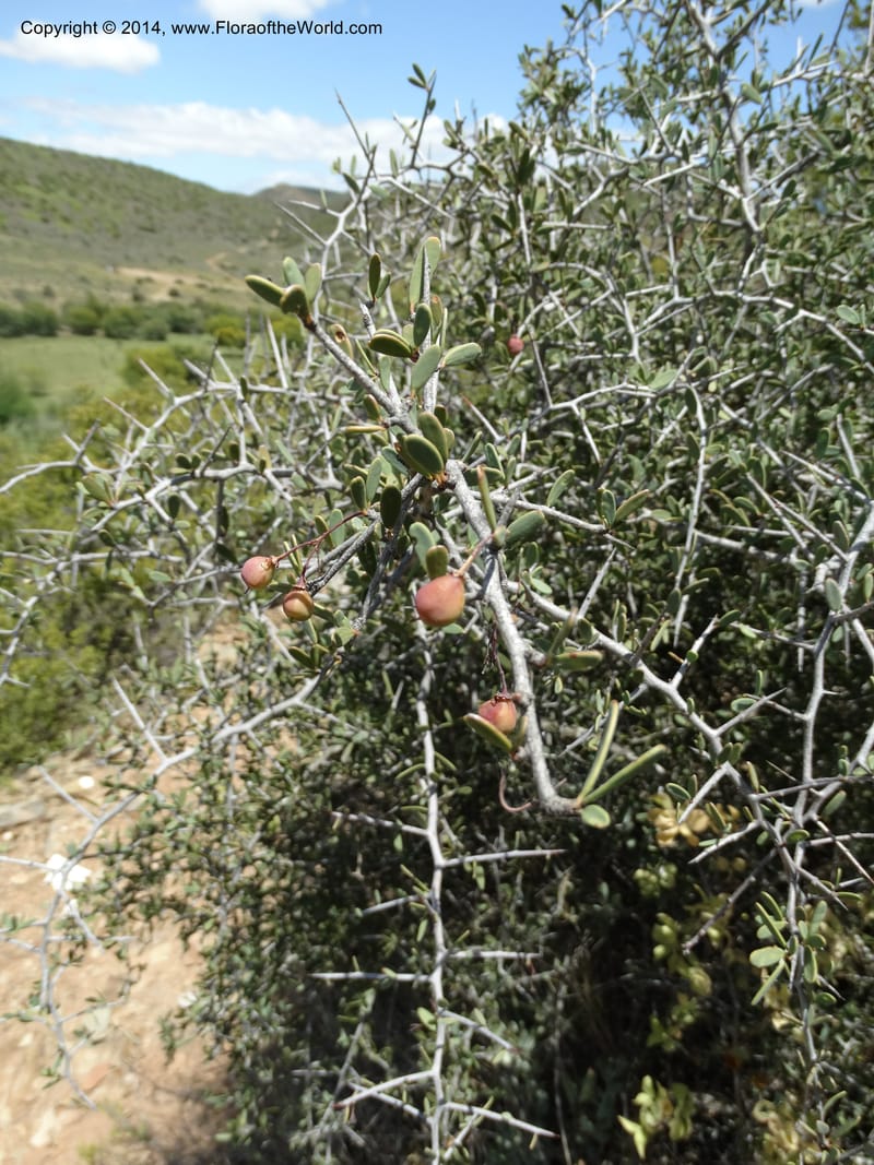 Putterlickia pyracantha, Davidson, C 12273--South Africa. Western Cape. S of Oudtschoorn. 20 Jan 2014. DSC00850 (6).JPG