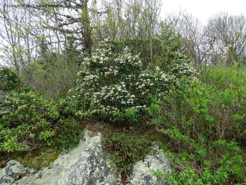Pieris floribunda, Davidson, C 12956--North Carolina. Trans. Co. Devil's Courthouse View. 12 May 2015. DSC04151 (1).JPG