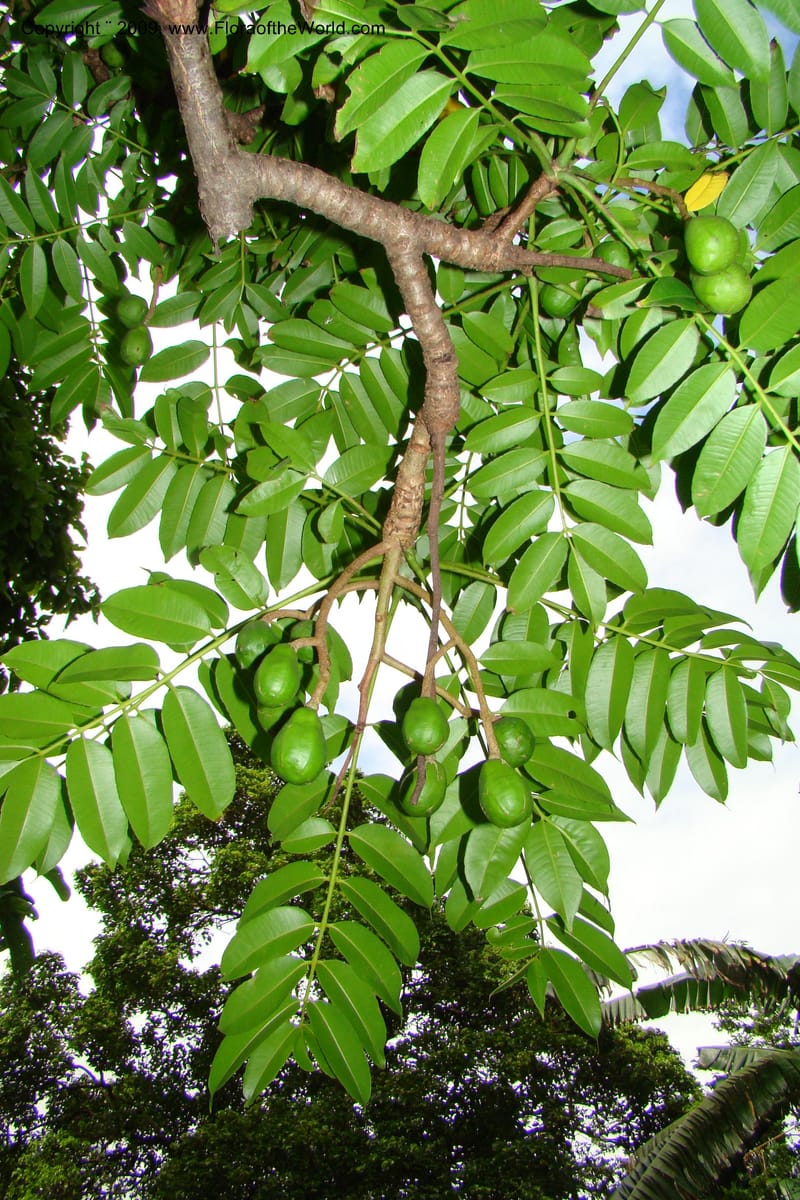Spondias cytherea--South Africa. Durban Botanical Garden. 30 Jan 09. 356.jpg