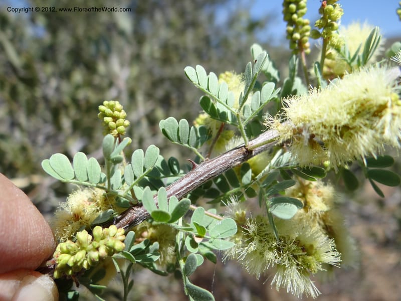 Acacia greggii, Davidson, C 11931--AZ. Yavapai Co. Crown King Rd. 7 May 2012.  (10).JPG