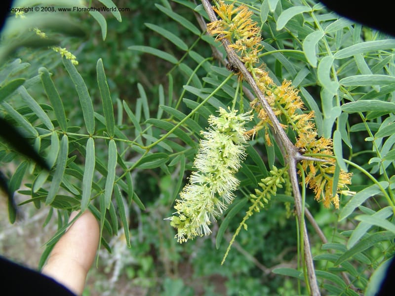 Prosopis glandulosa--TX. Johnson Wildflower Center. 13 Jun 04. 003.jpg