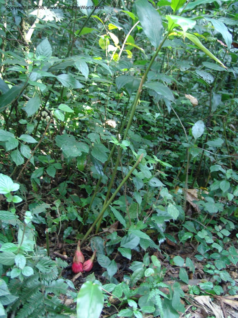 Aframomum--Kenya. Kakamega Forest. 8 Jul 04. 182.jpg
