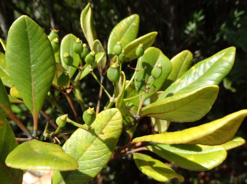 Plerandra elongata, Lowry, P 7374--New Caledonia. Mont Dzumac. 12 Nov 2015. DSC01563 (389).JPG