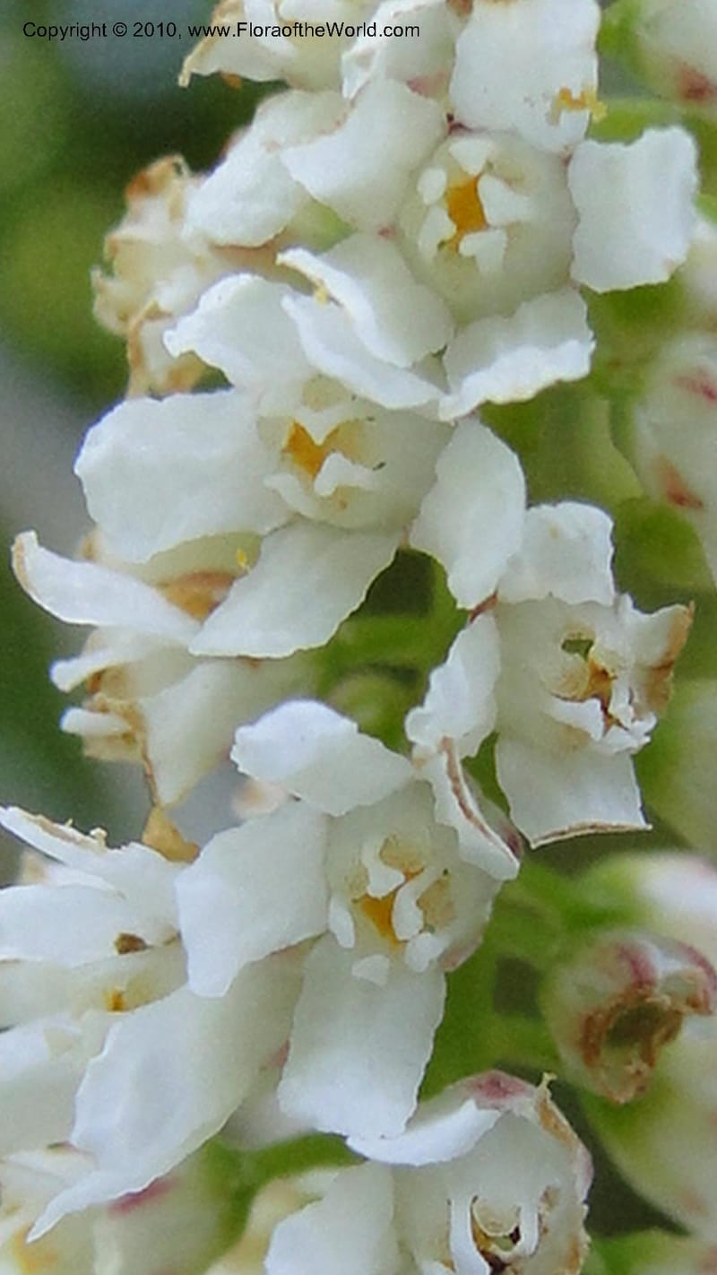 Galax aphylla, Mori 27456--North Carolina. Stokes Co. 26 May 2010. 088 (44).jpg
