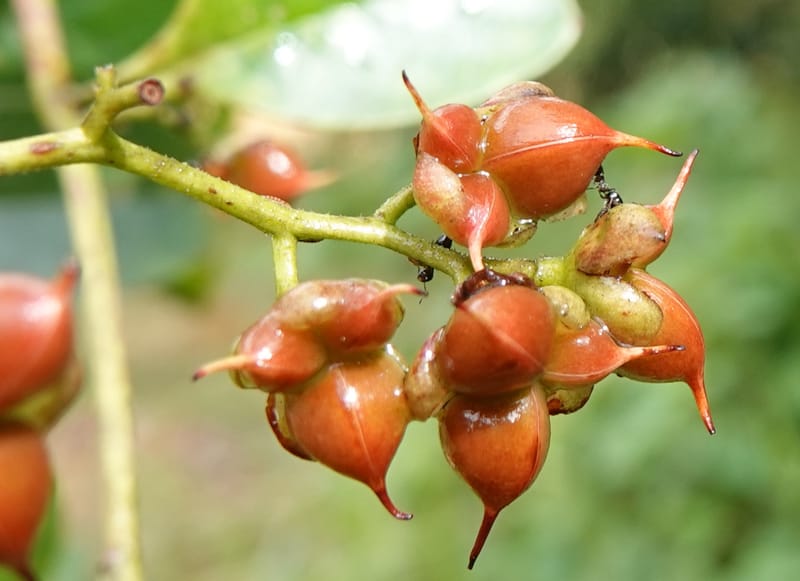 Tetracera, C. Davidson 13910--Gabon. M de C. Road past the cabins. 29 Oct 2018DSC09794 (16).JPG