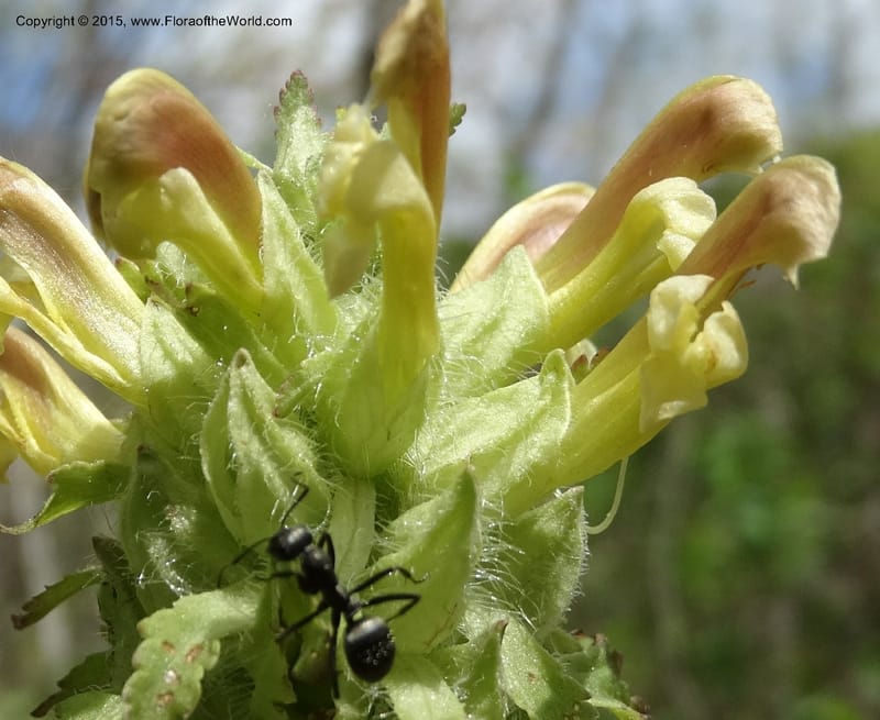 Pedicularis canadensis, Davidson, C 12963--North Carolina. Trans. Co. NC 215 and BRP. 12 May 2015. DSC04292 (50).JPG