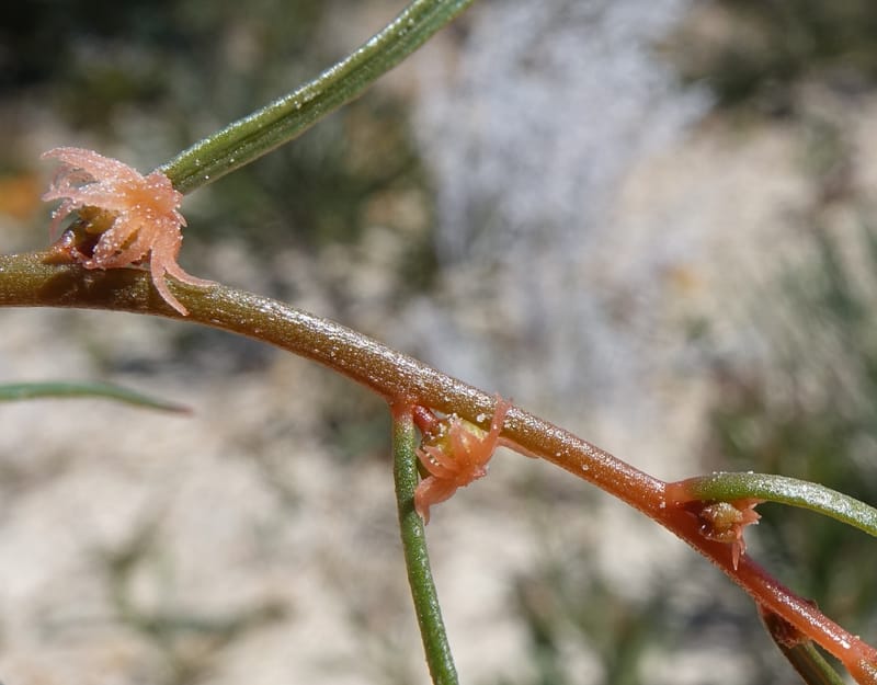 Tersonia cyathiflora, Davidson, C 13428--, Australia. W.A. Green Head-Coorow Rd. Stop 2. 24 Oct 2016. DSC04873 (91).JPG
