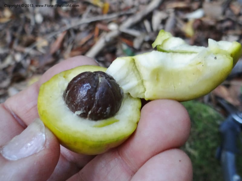 Gomortega keule, WDS 34081--Chile. Reserva Nac. Los Queules. 15 Feb 2013. DSC01158 (143).JPG
