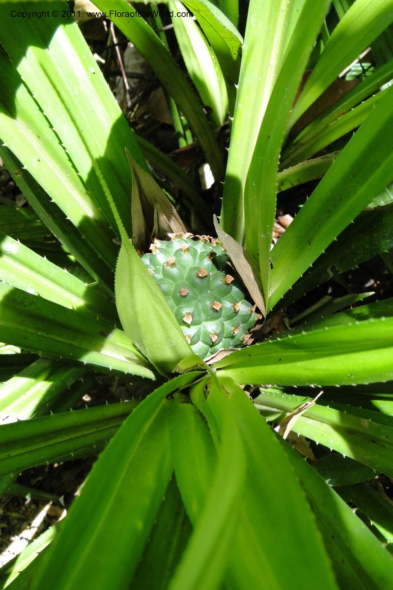Pandanus tonkinensis, Regalado 1861--Viet Nam. Unknown mountain. 10 May 2011. 162 (42).jpg