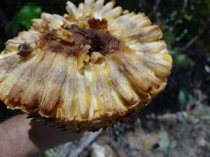 Pandanus kamiae, Callmander, M 1021--Sabah. Klias Forest Reserve. 3 Apr 2012. DSC06489 (92).JPG