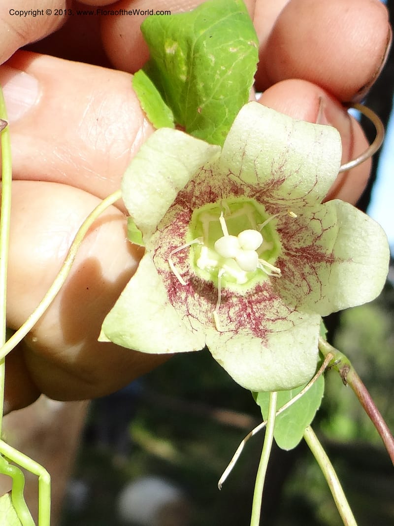 Codonopsis, VC 5577--Thailand. Chiang Mai. Doi Chiang Dao. 11 Nov 2012. DSC08648 (233).JPG
