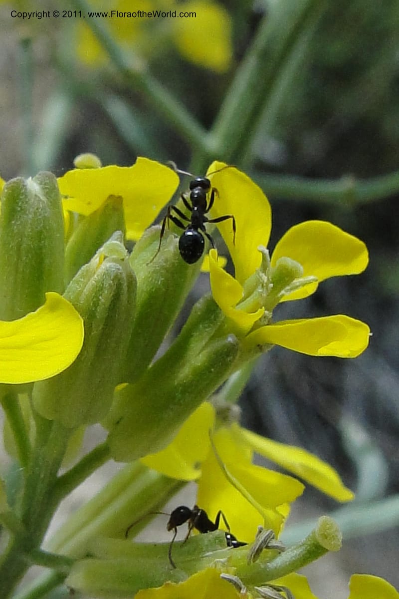 Erysimum capitatum, C. Davidson 11851--Oregon. Malheur Co. Leslie Gulch. 30 June 2011. 194 (5).jpg