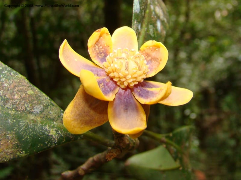Zygogynum, JMunzinger4868--New Caledonia. Plateau de Dogny. 19 Nov 07. 450.jpg