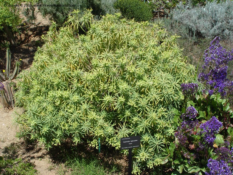 Euphorbia regis-jubae, 1999.01440--Spain. Barcelona Botanic Garden. 19 Apr 04. 180.jpg