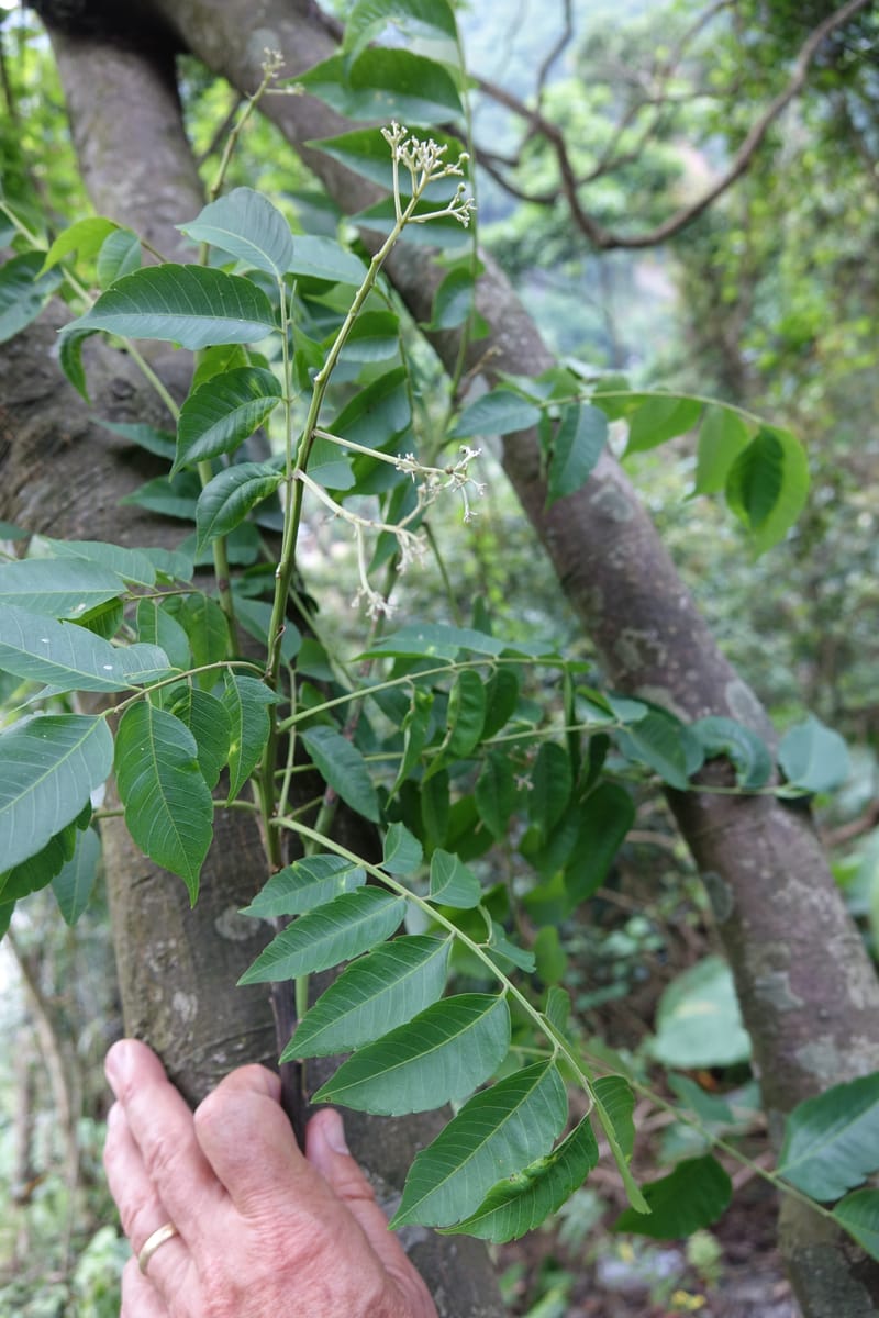 Eurycorymbus cavaleriei, Chung Kuo-Fang 3353--Taiwan. Wulai Distr. Wulai village. Chia Jiao Liao. 19 May 2016.  (12).JPG
