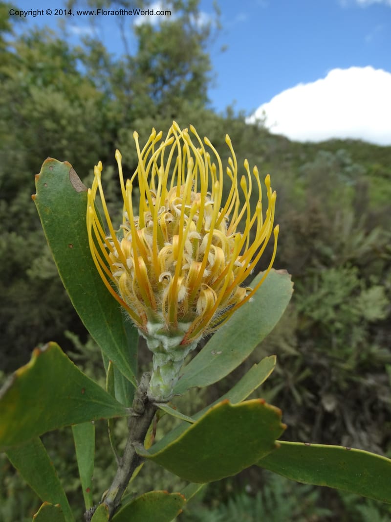 Leucospermum, Davidson, C 12268--South Africa. Western Cape. S of Swartberg Pass. 19 Jan 2014. DSC00691 (29).JPG