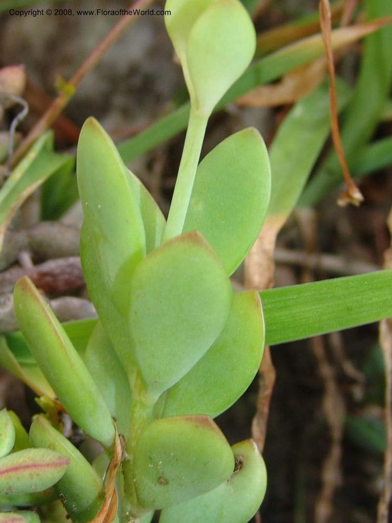 Kalanchoe rotundifolia--So.Africa. E. Cape. Waringham Farm, Quanti Area, Stut. 8 Mch 05. 544.jpg