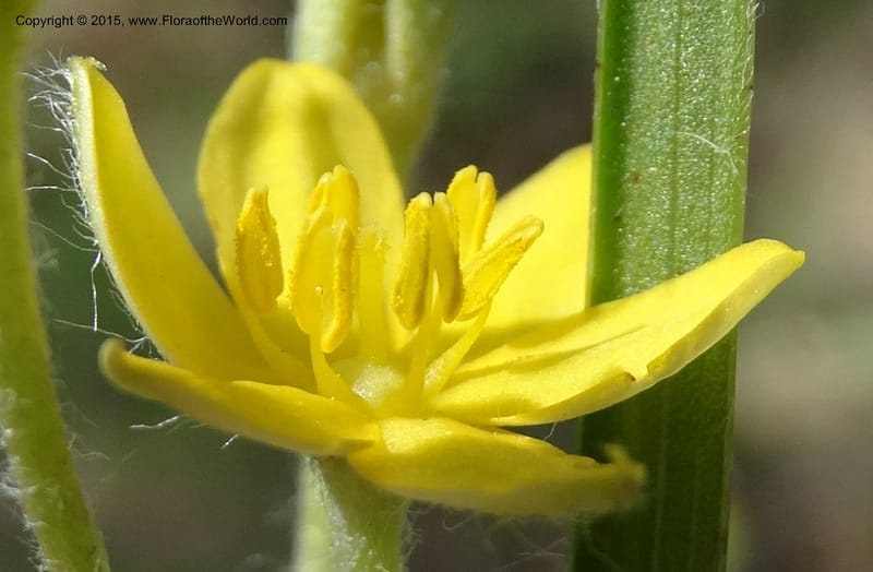 Hypoxis hirsuta, Davidson, C 12977--North Carolina. Clay Co. Buck Cr. 13 May 2015. DSC04619 (194).JPG
