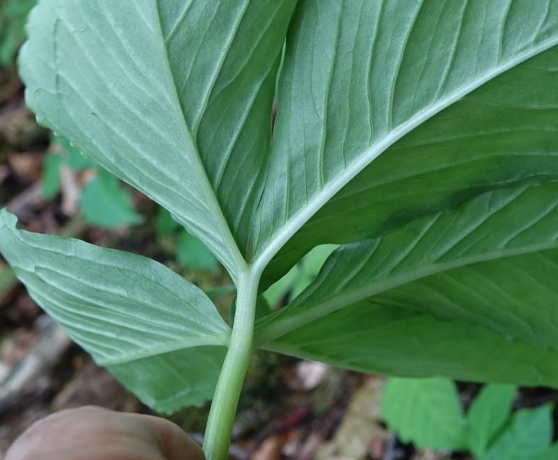 Arisaema amurense var. robustum--Japan. Niigata. Sasagamine. Yu Memidaira. Forest Therapy Trail. 28 May 2016. DSC04970 (8).JPG