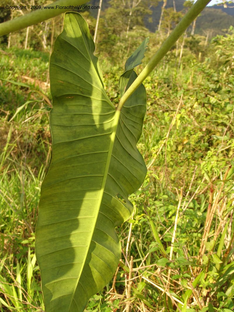 Philodendron deflexum, Croat98842--Ecuador. Zam. Ch. Rio Wawaime Val. 19 Sep 07. 100.jpg