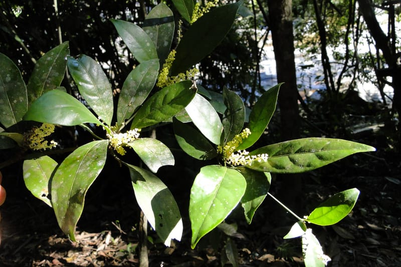 Chionanthus, Regalado 1840--Viet Nam. Bach Maa. 9 May 2011. 133 (2).jpg