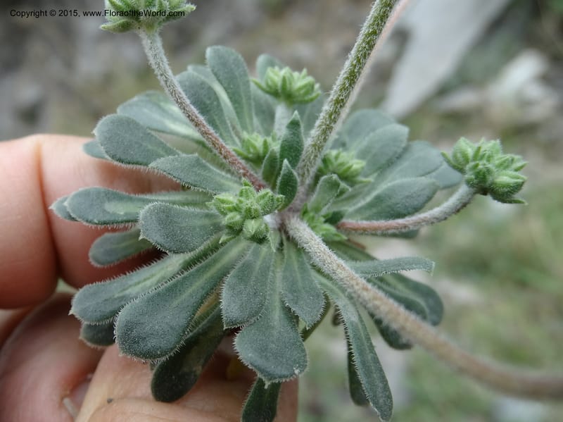 Androsace integra, Boufford, D 43599--China. Sichuan. Yonghe Village. 6 May 2014. DSC04110 (26).JPG