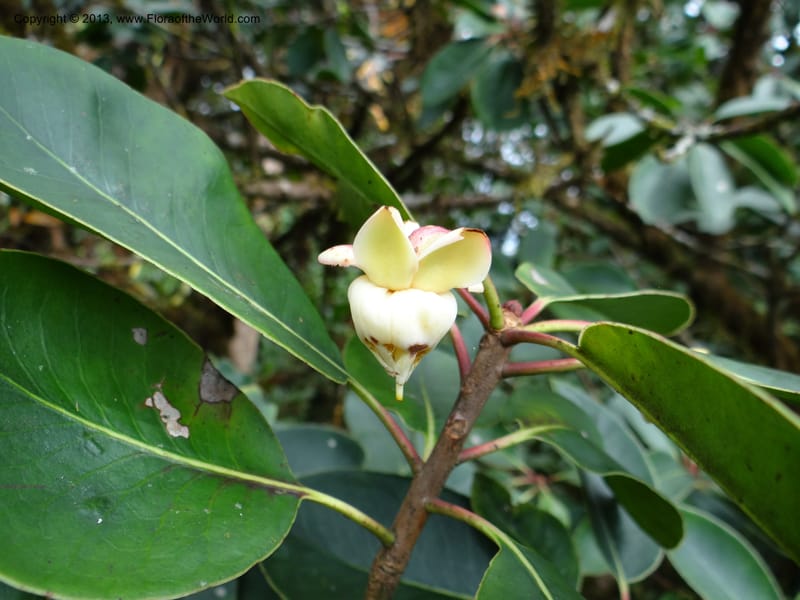 Anneslea fragrans, VC 5499--Thailand. Chiang Mai. Doi Inthanon Nat. Park. 8 Nov 2012. DSC07747 (143).JPG