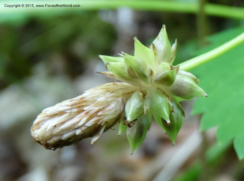 Cymophyllus fraserianus, Davidson, C 12984--North Carolina. Clay Co. Perry Gap Rd, Barnard's Cr. 13 May 2015. DSC04860 (100).JPG