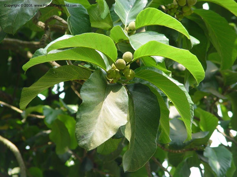 Artocarpus falcata--Cameroon. Limbe Botanic Garden. 4 Dec 03. 037.jpg