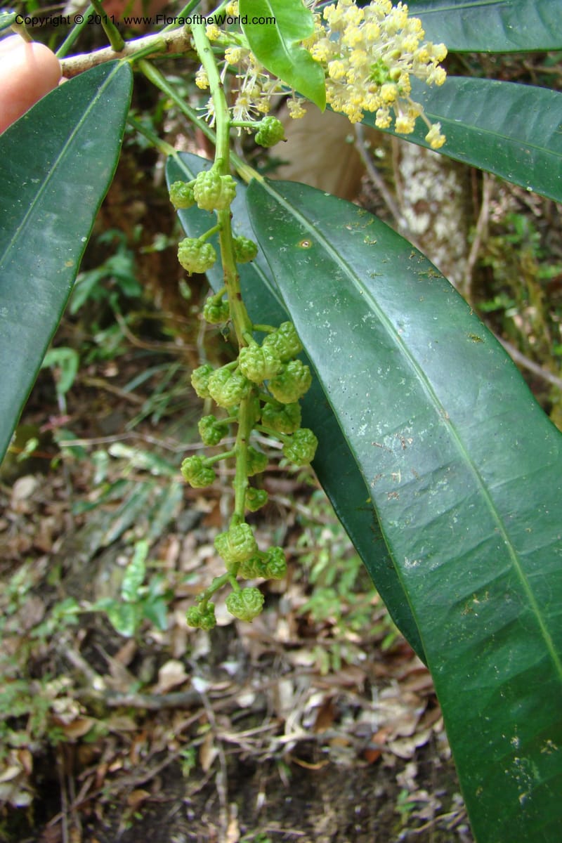 Codiaeum peltatum, M. Callmander 772--New Caledonia. Upper Tene River Valley. 19 Jan 2010. 377 (131).jpg