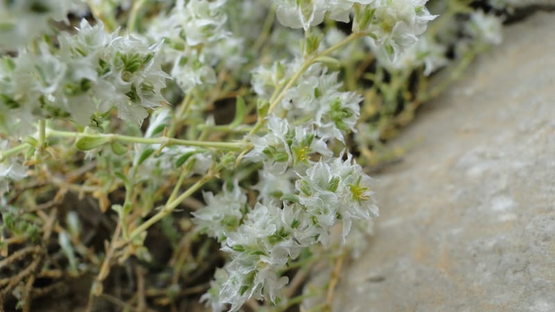 Paronychia kurdica, A. G. Miller 120.6--Iraq. Kurdistan. Shakh-i Pira Magun. 9 June 2010. 265 (12).jpg