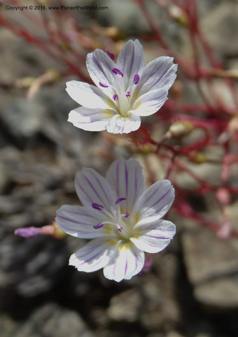 Lewisia columbiana var. wallowensis, Davidson, C 12591--ID. Idaho Co. Seven Devils Camp Ground. 15 Jul 2014. DSC00113 (133).JPG