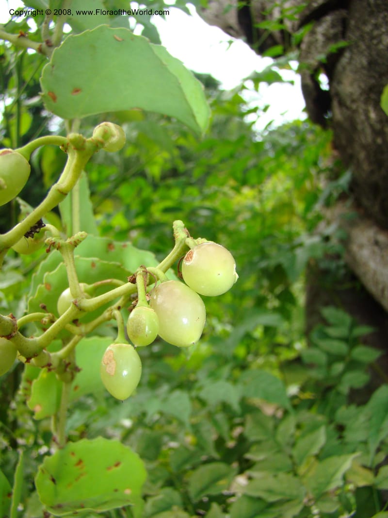 Cissus rotundifolia--Tanz. Karimjee Bot. Garden, Dar es Salaam. 30 Jan 08. 020.jpg