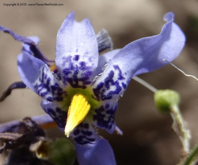 Conanthera bifolia, Davidson, C 12823--Chile. Ruta J-55 east of Talca. 27 Nov 2014. DSC08656 (35).JPG