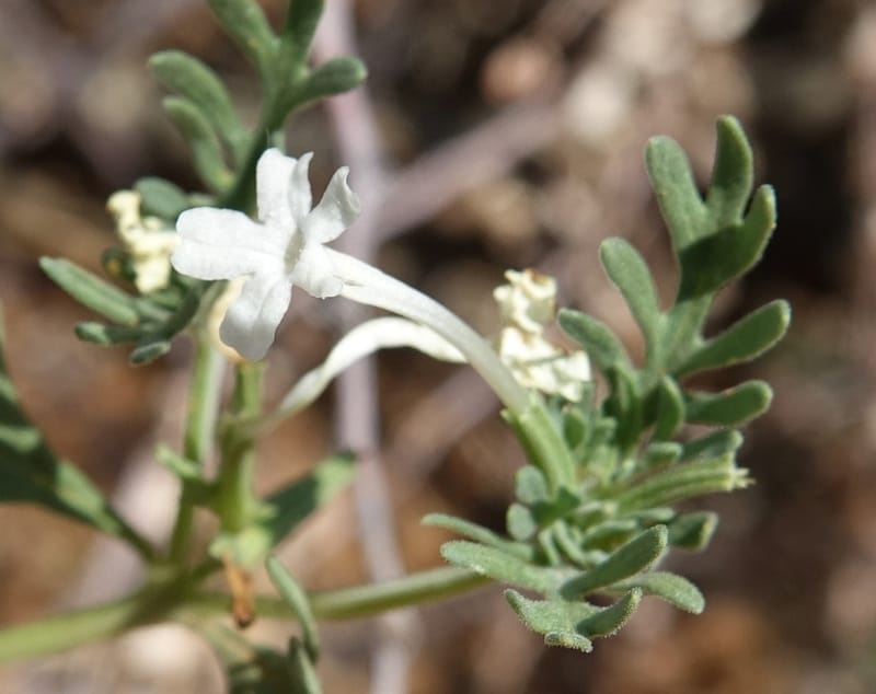 Chascanum pinnatifidum, L. Nanyeni 1170--Namibia. Hwy B1, rest stop at odom 161. 16 Mar 2018. DSC01241 (23).JPG