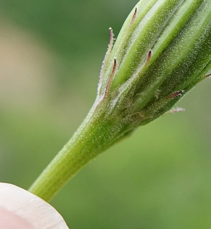 Microseris nutans, C. Davidson 13583--ID. Boise Co. Scott Mtn. L.O. Rd. 25 May 2017. DSC00708. JPG (240).JPG