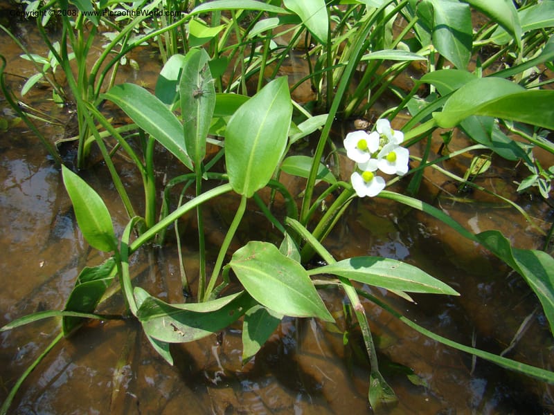 Sagittaria, CDavidson11150--TX. Lee Co. Clear Cr., near Leo. 25 Apr 08. 010.jpg