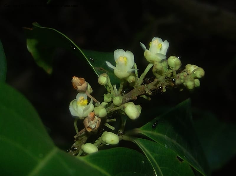 Paullinia, Farfan 756--Peru. Edo. Madre de Dios. Quebrada Loboyoc. 21 Oct 05. 048.jpg