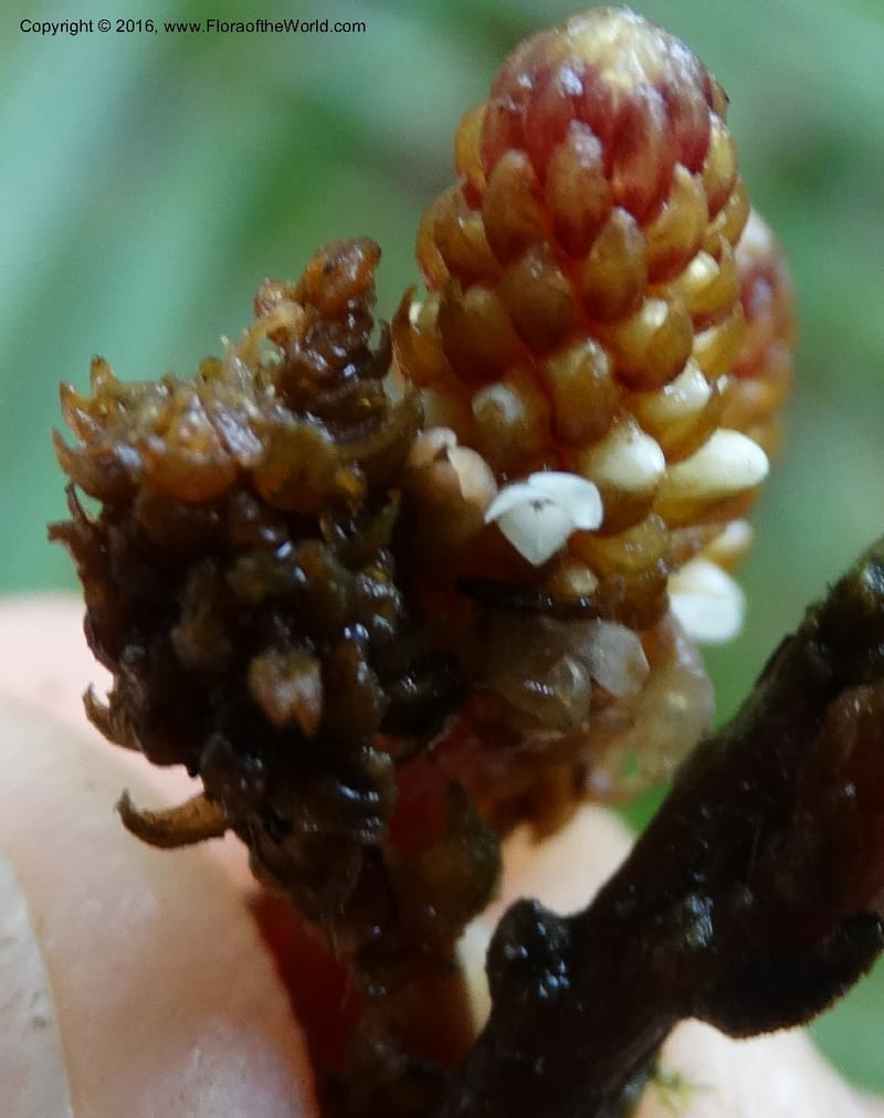 Epirixanthes, Davidson, C 12753--Sabah. Hampuan FR. 13 Oct 2014. DSC04689 (8).JPG